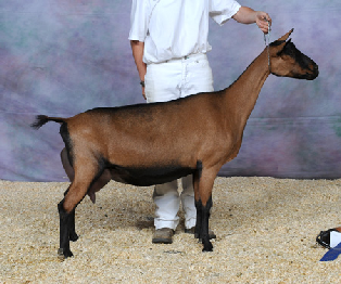 oberhasli dairy goat