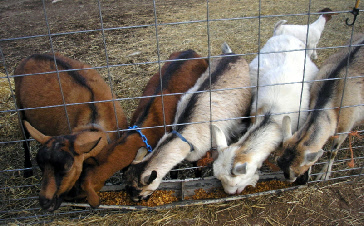 Feeding Goats